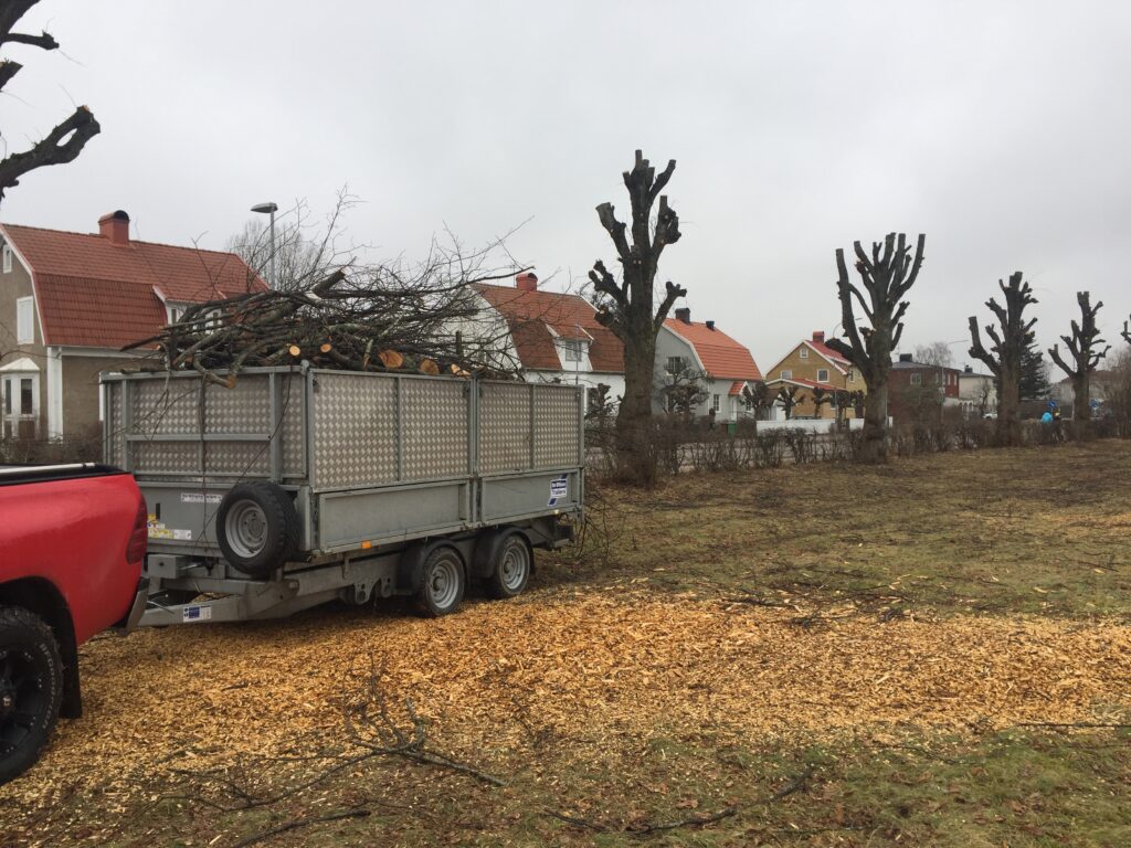 Trädfällning i Vänersborg